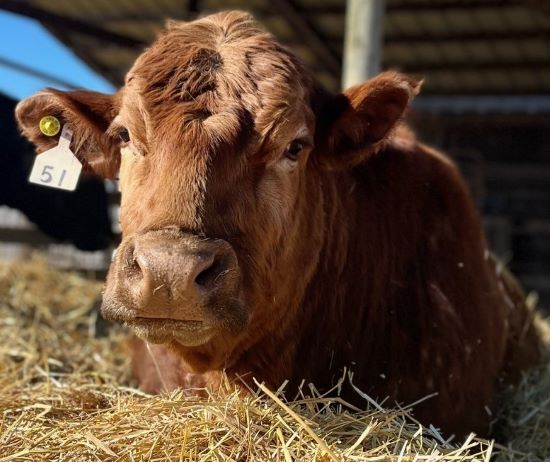 brown cow laying down